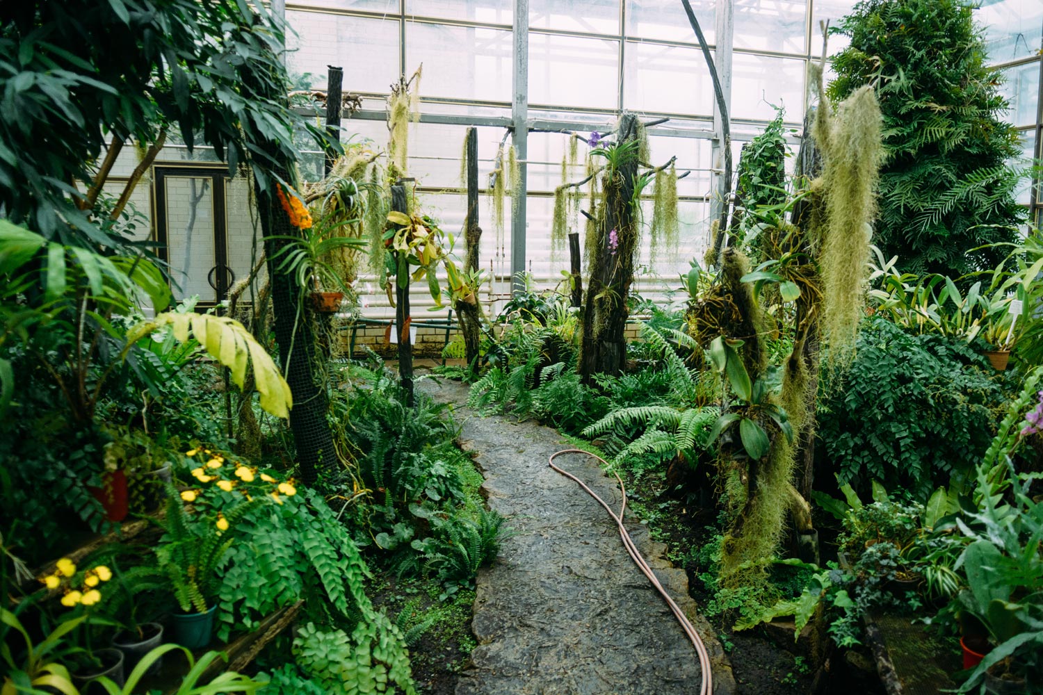 Ботанический сад САМГУ оранжерея